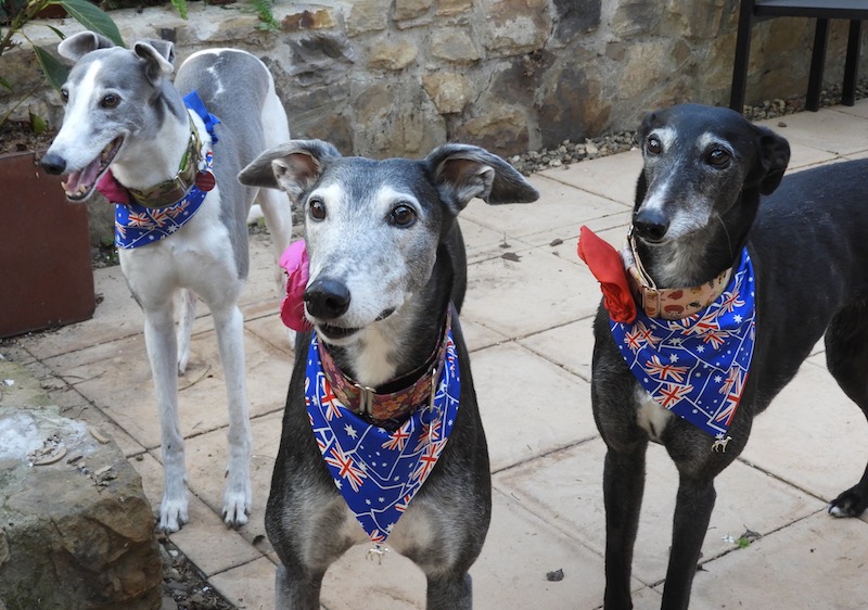 Greyhounds Winter, Sugar and Tiffany model bandanas available for purchase this Sunday at the Great Global Greyhound Walk.