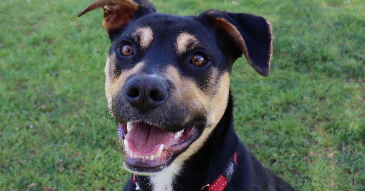 RSPCA's Pets of the Week - Clayton, Tommy and Gucci | Riotact