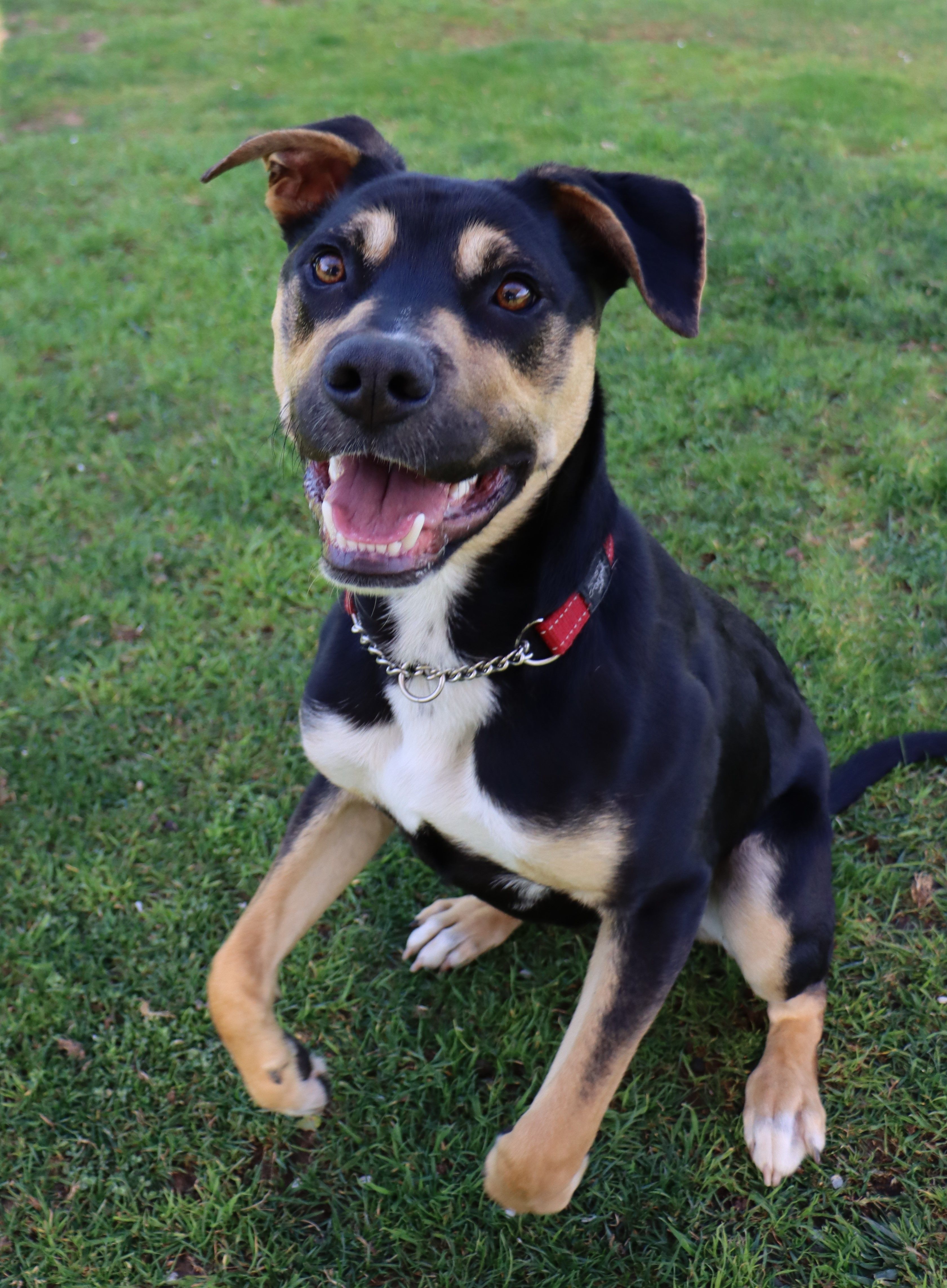 Canberra Raiders Pet Collar