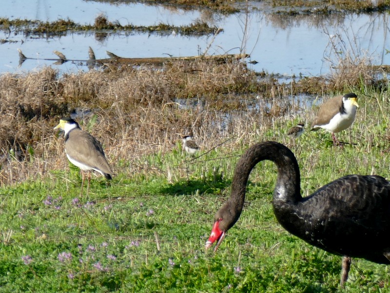 birds with chick at wetland edge. 