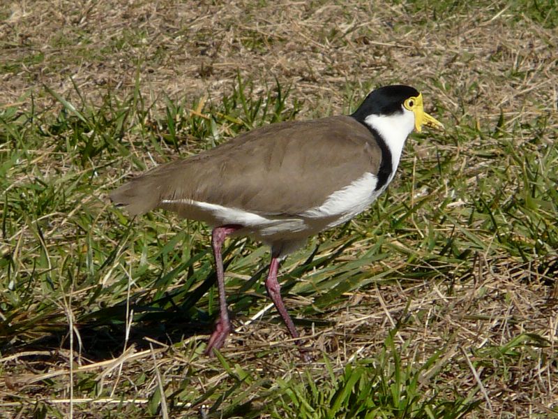 Masked Lapwing