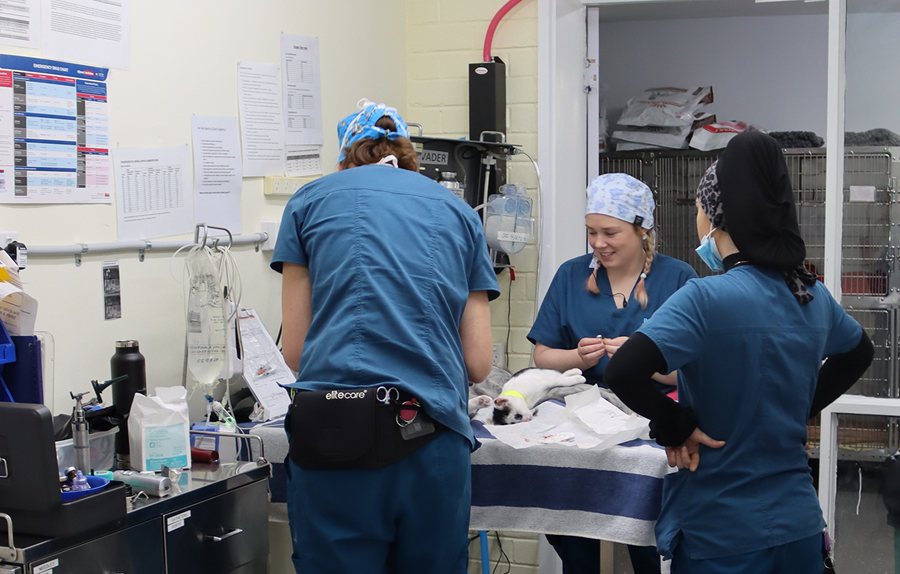 Veterinary surgeons tend to a couple cats on an operating table in an RSPCA hospital.