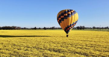 Fields of gold and sky-high thrills: Riverina's Canola Trail takes flight