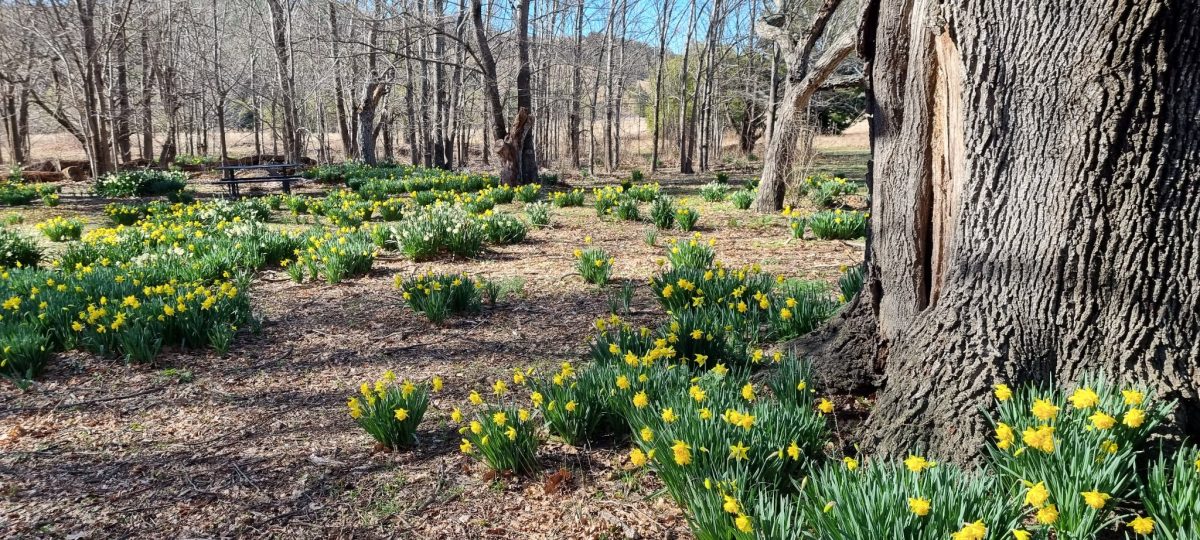 Daffodils