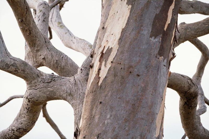 Close up of mature Eucalyptus tree trunk