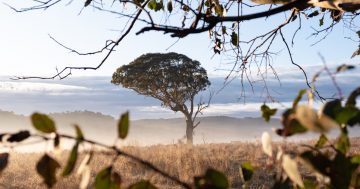 Woodbury Ridge's state-first certification paves way for crucial biodiversity values