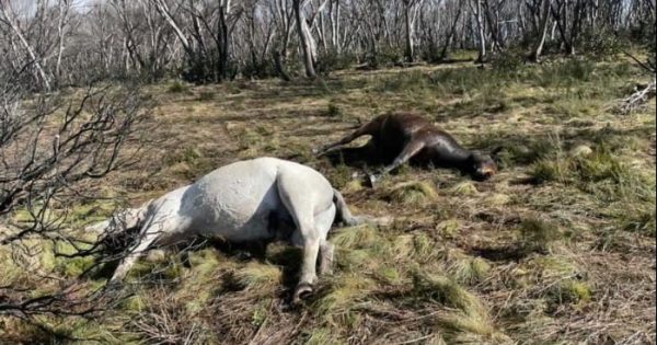 Wild horse cull halted as Minister calls for safety review