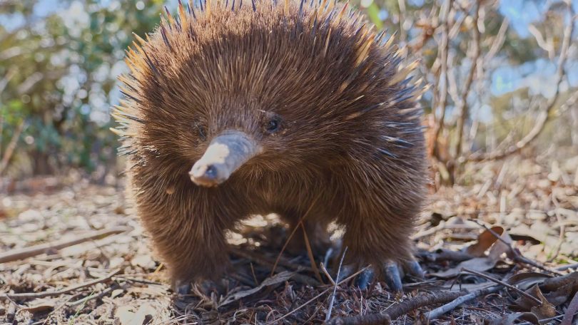 echidna