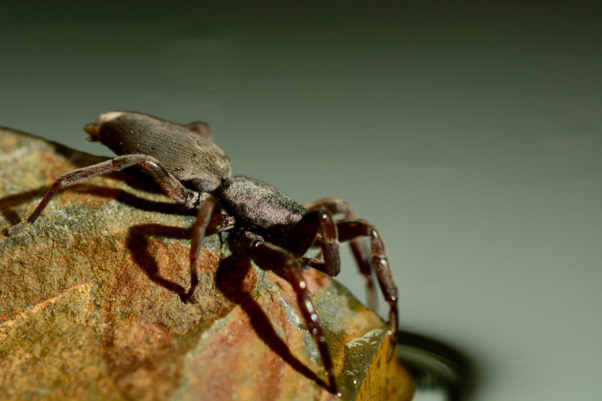 White-tailed spider