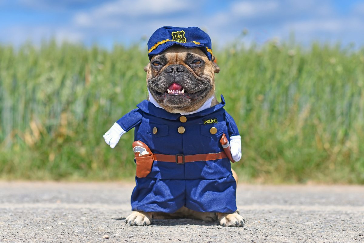 Dog in police gear