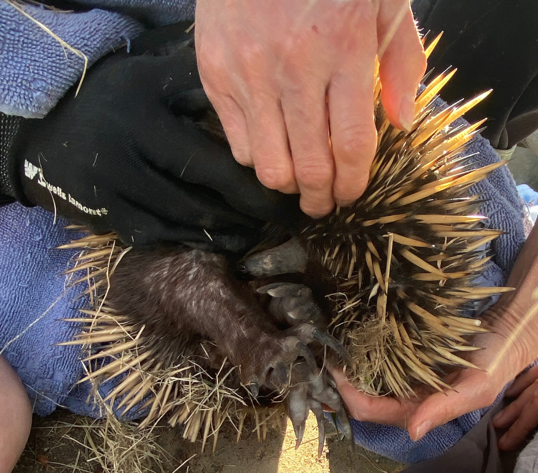 Echidna