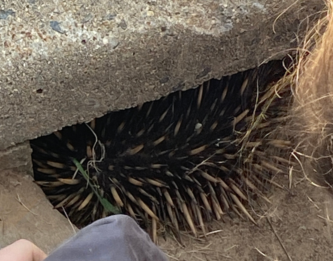 Echidna stuck in drain