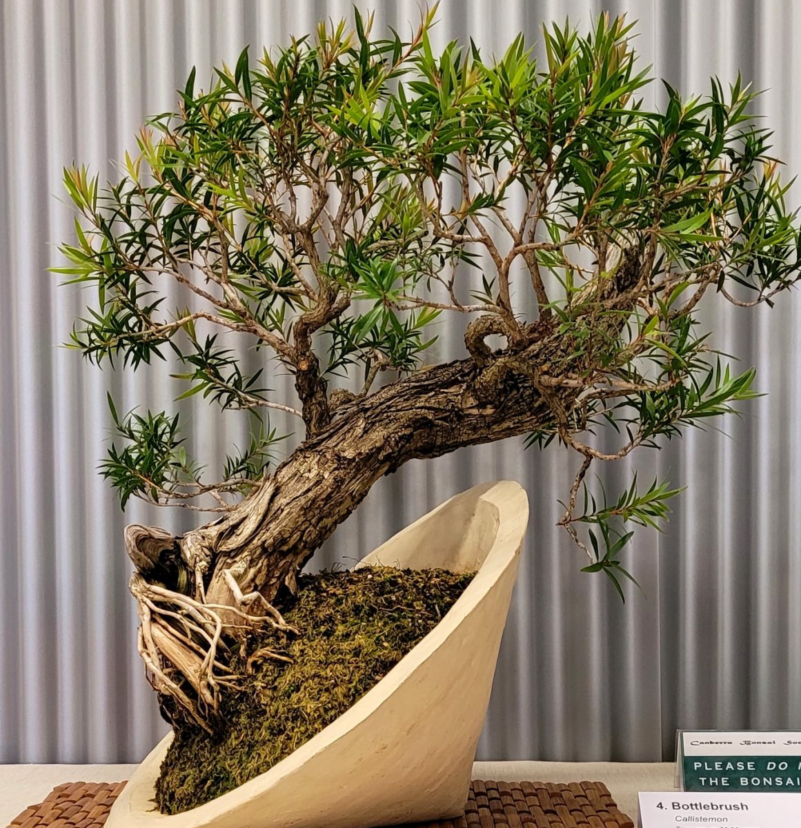 Bonsai