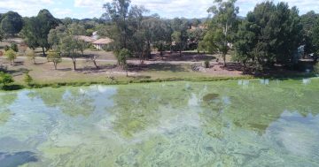 Thoughtful planning can reduce the risk of toxic algal blooms in Lake Ginninderra