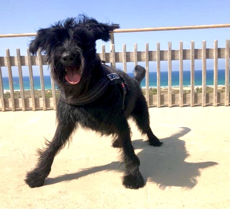 black schnauzer