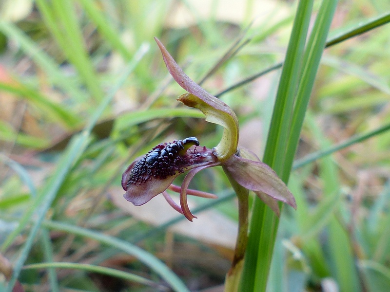 Bird Orchid