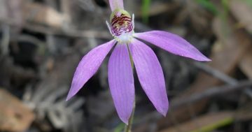 It's orchid season in the bush and these beauties have plenty of tricks to play