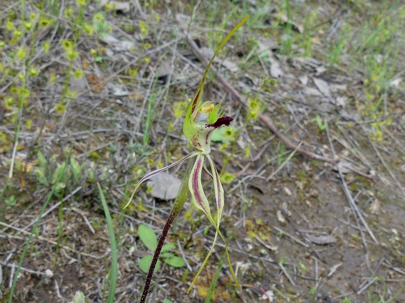 Spider Orchid