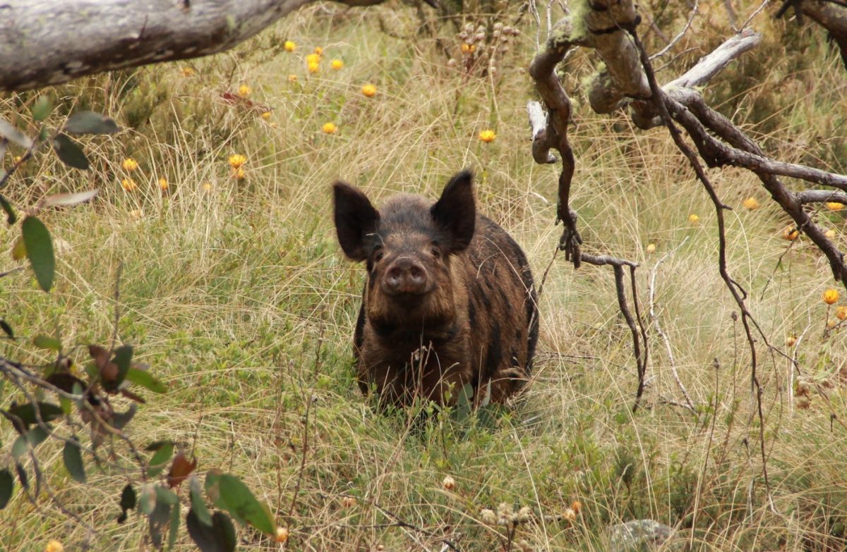 Feral pig