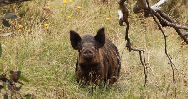 Rangers to root out feral pigs on Canberra's suburban edge