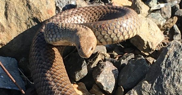 'I’d much rather mess with a brown snake than a possum': watch what this Yass snake catcher deals with every day
