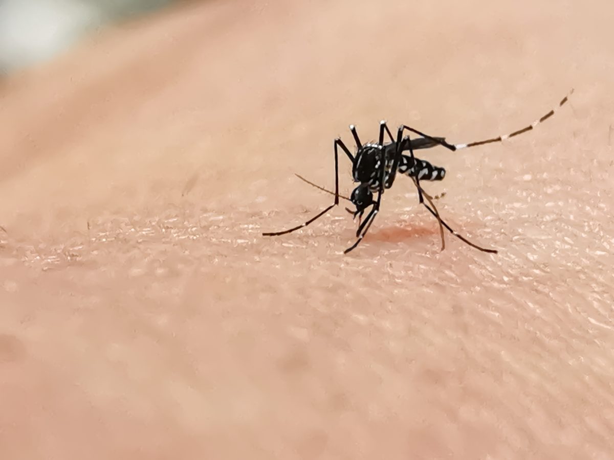 Mosquito biting