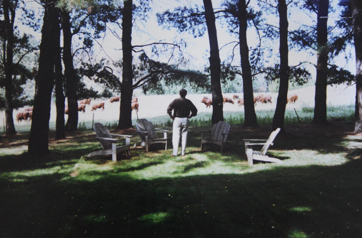 Man looking at cows