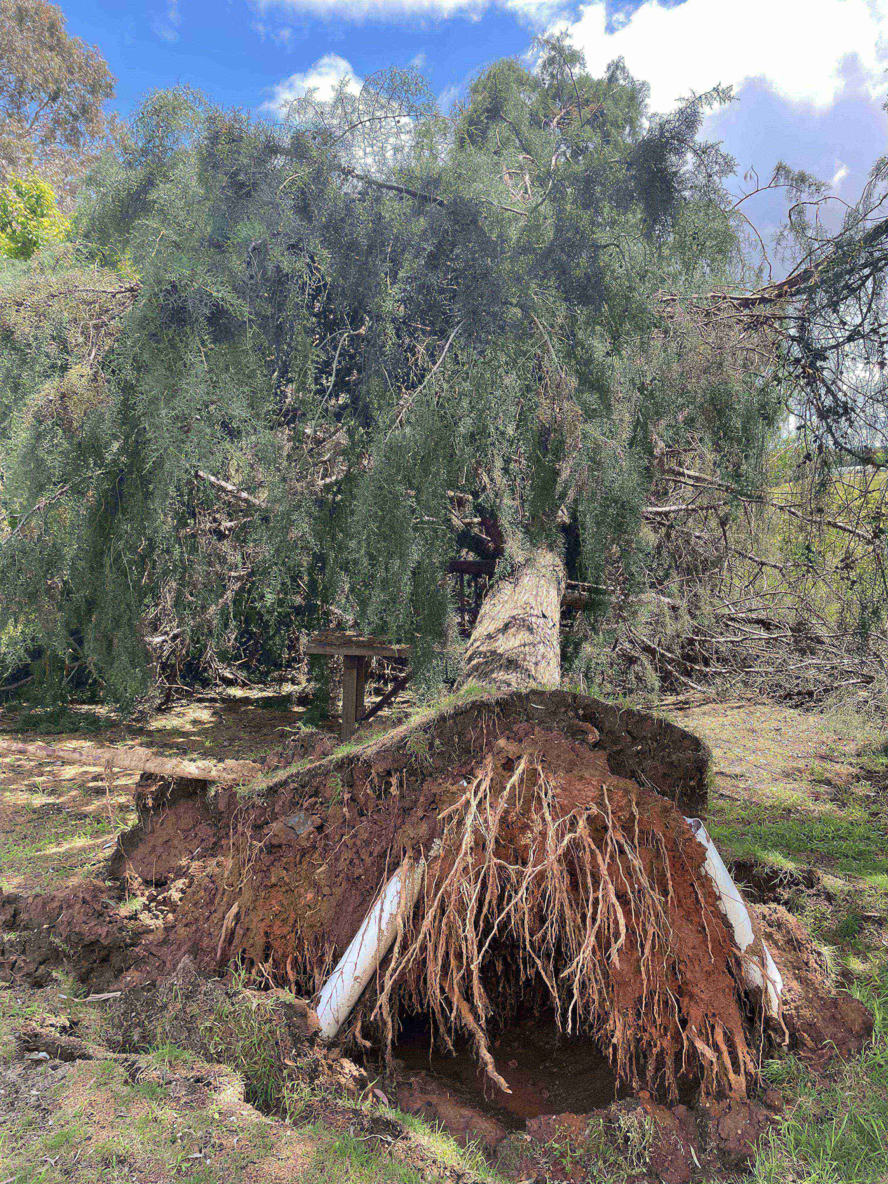 Fallen tree