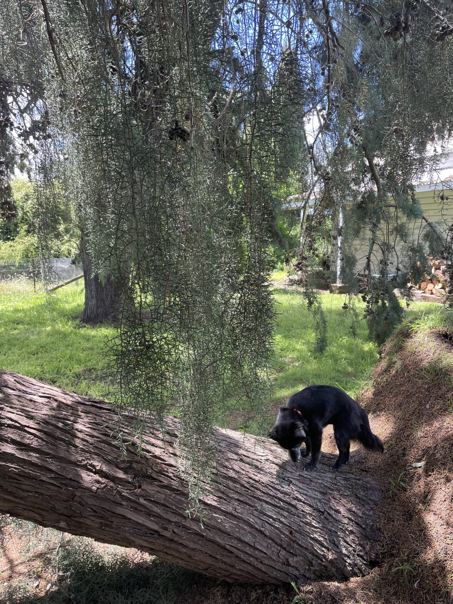 Dog on fallen tree