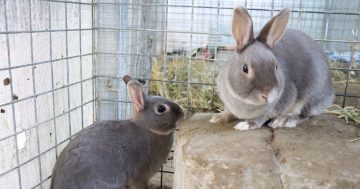 RSPCA's Pets of the Week - Chewey, Cotton and Carrots
