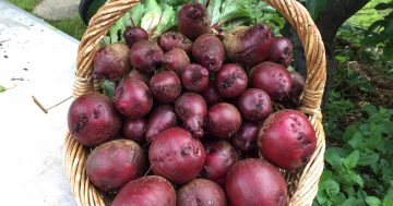 Notes from the kitchen garden: survivalist veggie growing