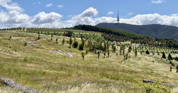 Canberra attractions draw in record numbers of summer visitors so far