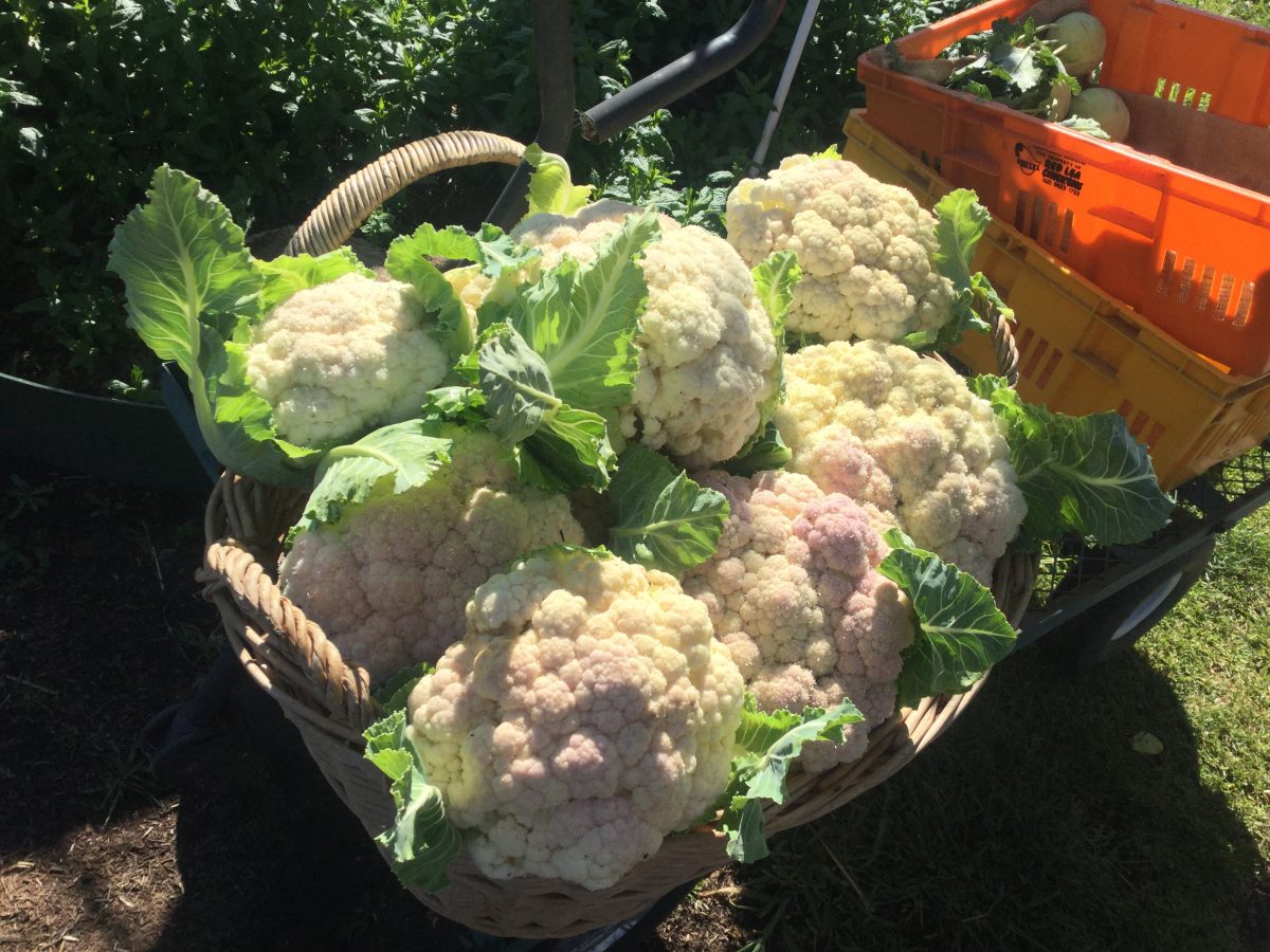 Cauliflowers