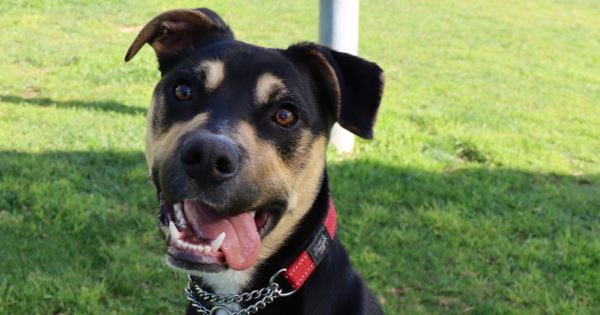 RSPCA's Pets of the Week - Clayton and Jareth