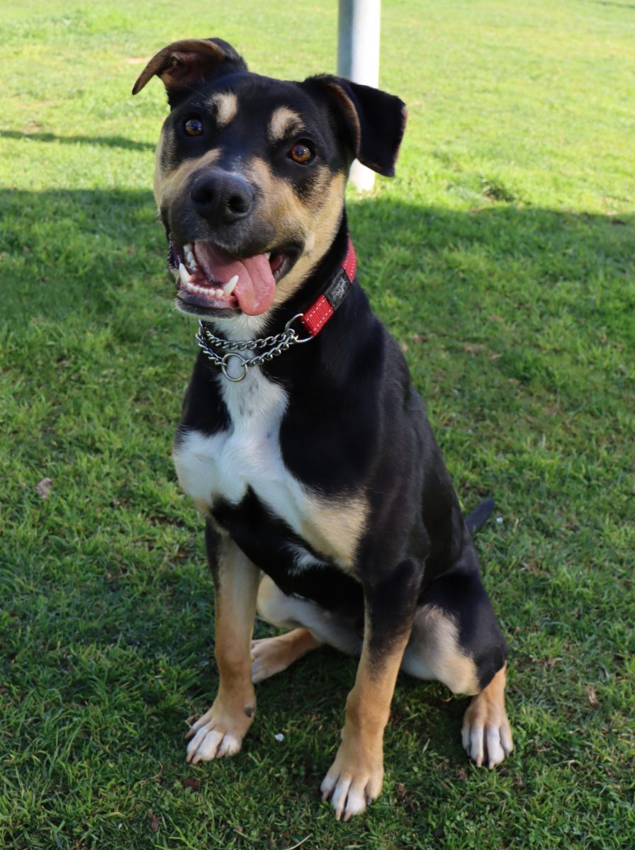 Beautiful kelpie