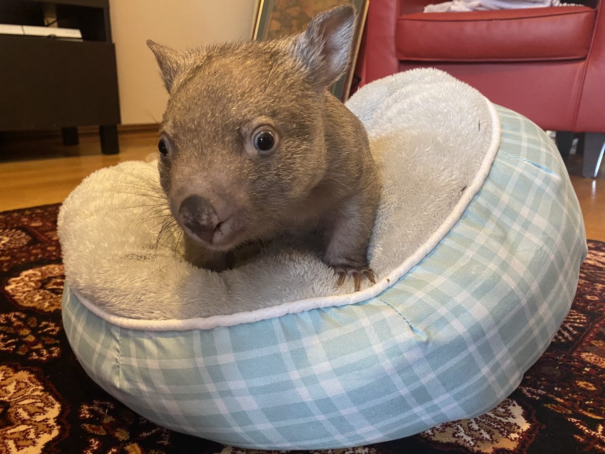 ‘It’s insane’: heavy rains force wombats from their homes and onto our ...