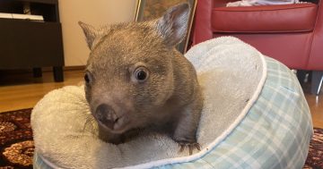 'It's insane': heavy rains force wombats from their homes and onto our streets