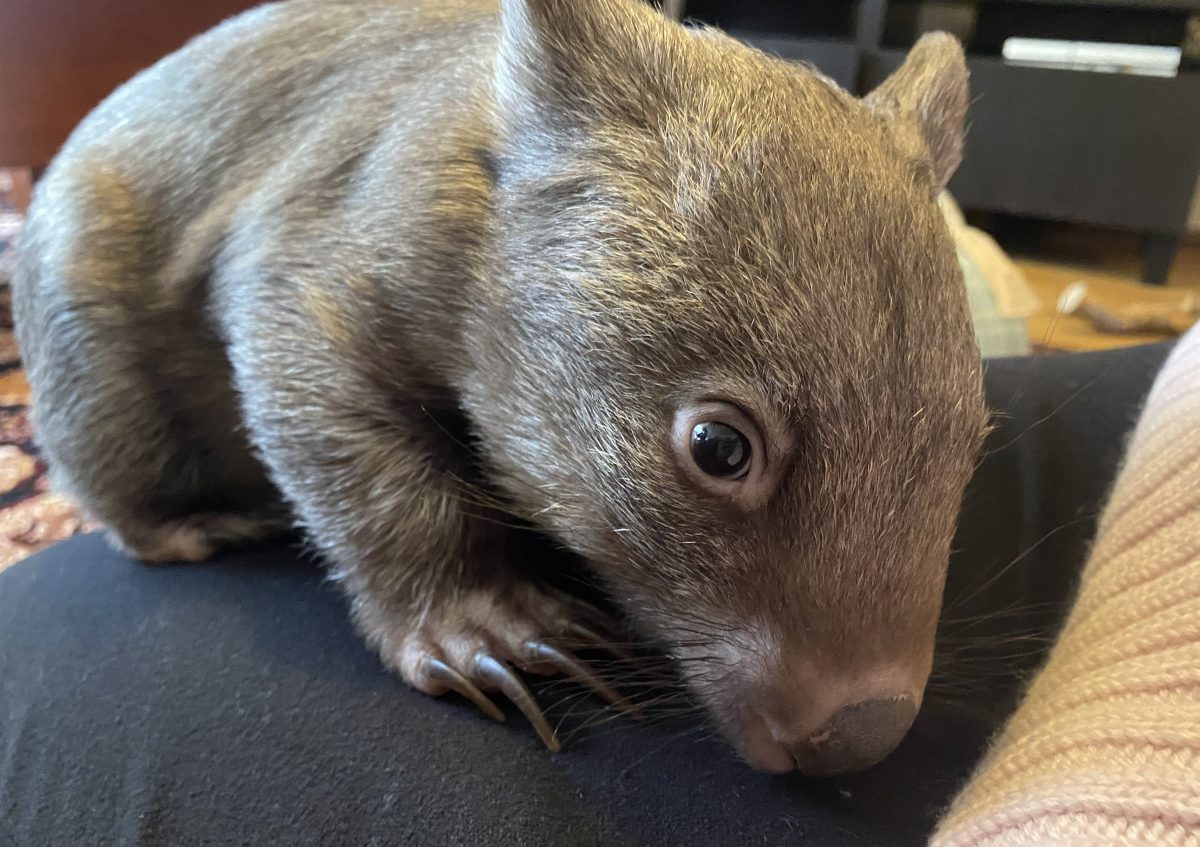 Orphaned wombat.