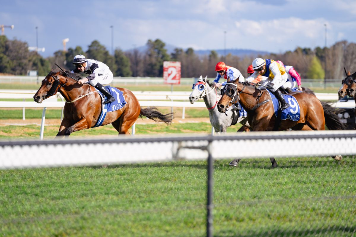 horses racing