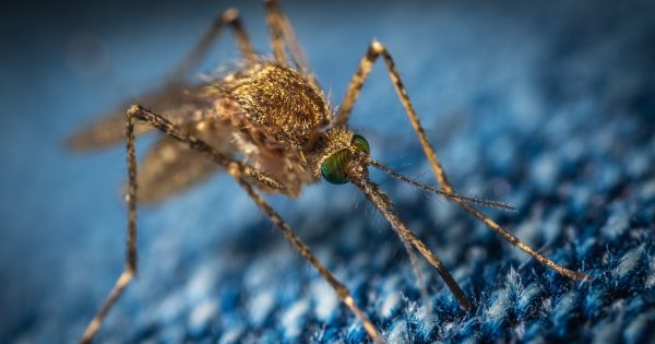 QUIZ: Which blood type do mozzies like best? Plus 9 other questions to test yourself on this week