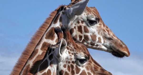 QUIZ: When is a giraffe not a giraffe? Plus 9 other questions to test yourself on this week