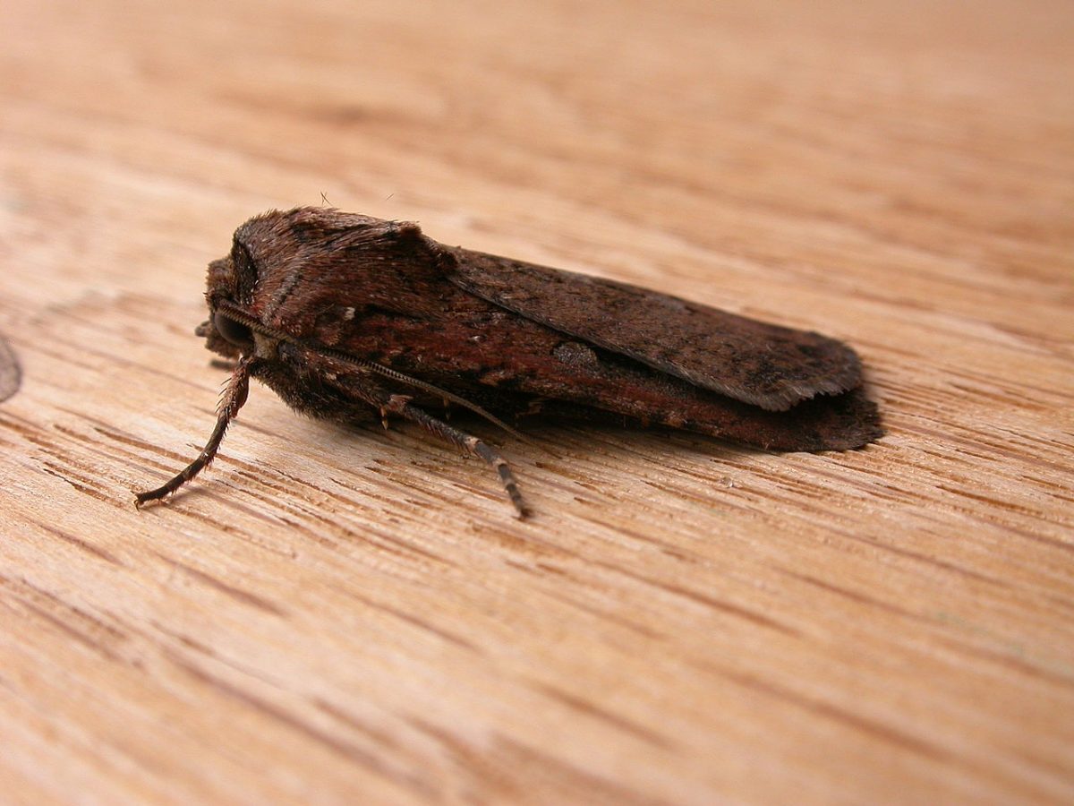 bogong moth