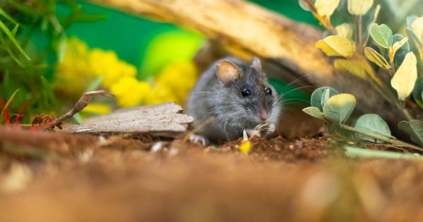 Hope for the endangered Smoky Mouse in the ACT thanks to a successful breeding program