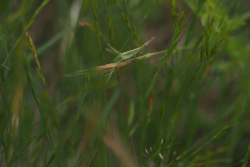  Key's Matchstick Grasshopper