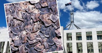 Bogong moths are back - so should Parliament House be worried?