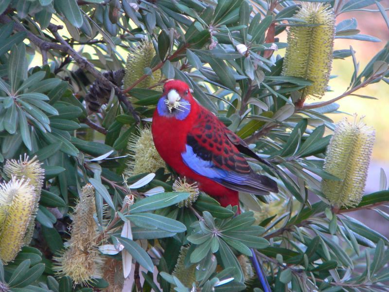 bird on bush