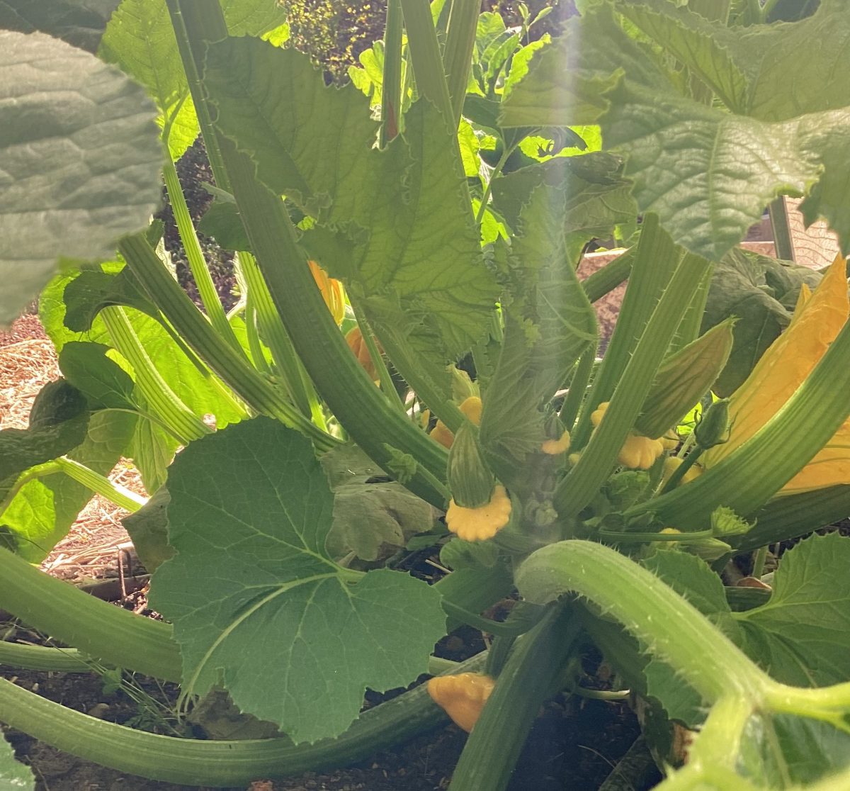 pumpkin plant