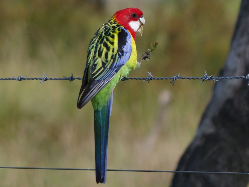 bird on a wire