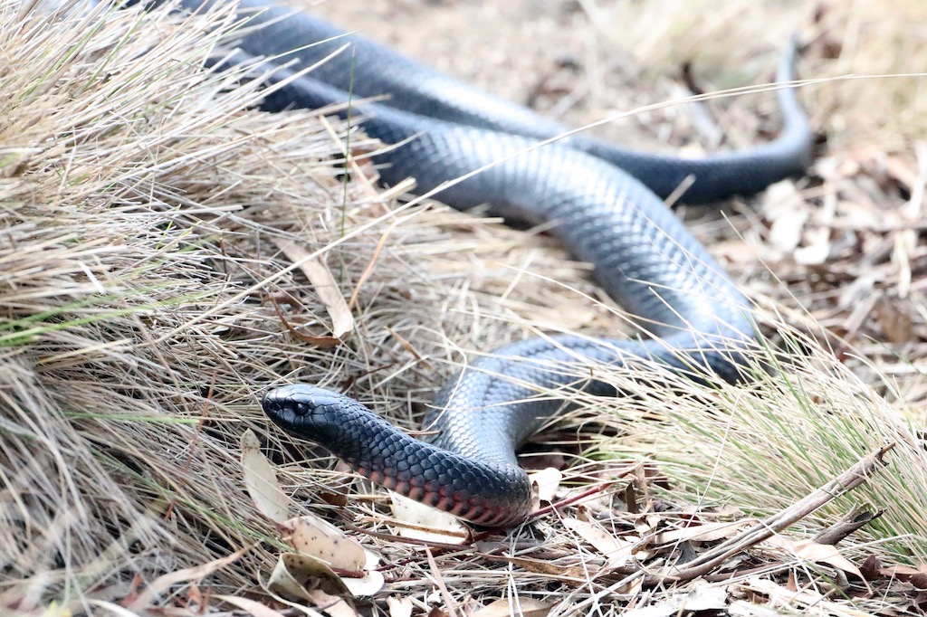 Red-bellied black snake