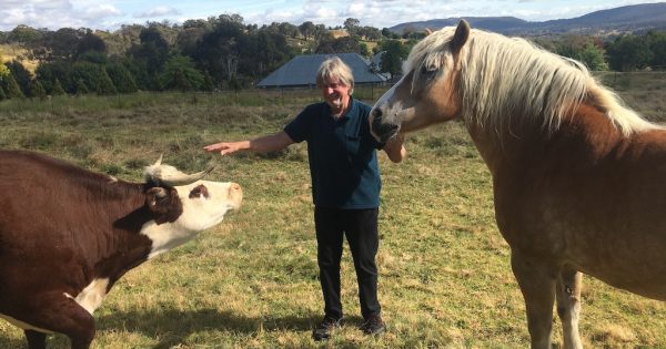 Moo-ving story of how Alvin the horse became a cow's best buddy
